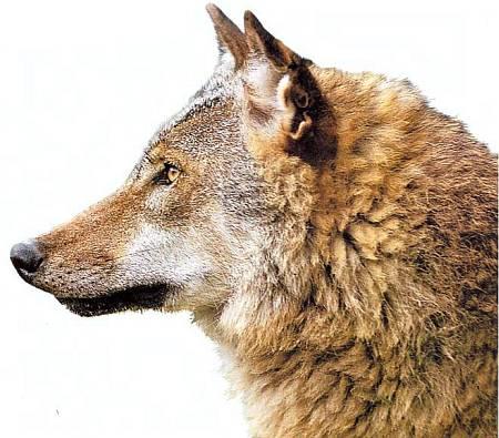 Хищники наших лесов волк