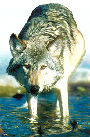 Хищники наших лесов Морда у волка узкая, лоб широкий, на щеках «баки», на шее — «воротник»