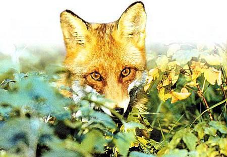 Хищники наших лесов лиса