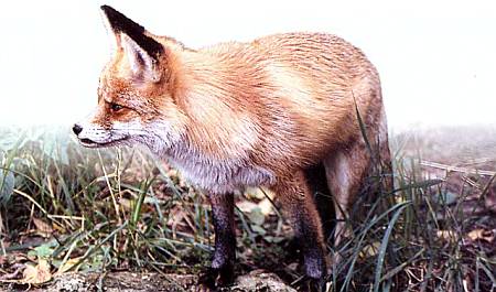 Хищники наших лесов Излюбленные часы охоты у лисы — раннее утро или поздний вечер