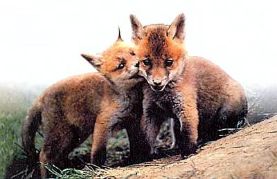 Хищники наших лесов Лисята