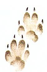 Хищники наших лесов Отпечатки передней (вверху) и задней (внизу) лап лисы.