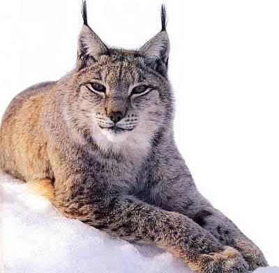 Хищники наших лесов ЛЕСНАЯ СОБАКА