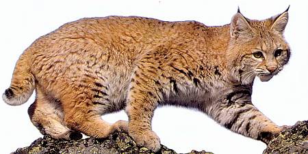 Хищники наших лесов Лесная рысь