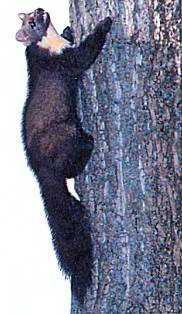 Лесная куница ведет полудревесный образ жизни