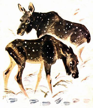 Лоси пережидают буран