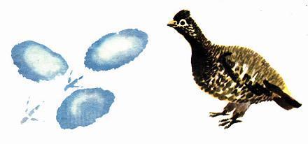 Здесь ночевали рябчики