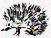 Истории из Бедокурии (сказки) ёж