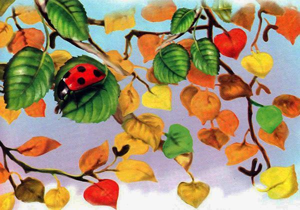 божья коровка