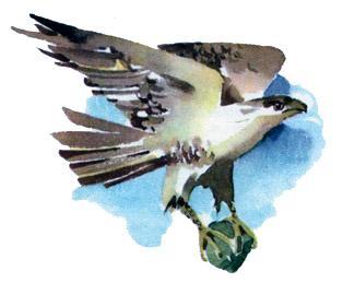 Как птицы огонь добывали