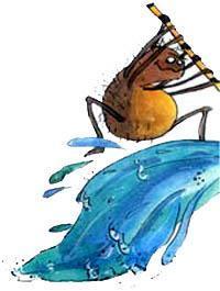 смелый паук отворил воду