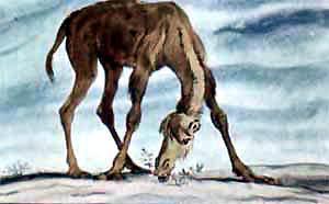 Как верблюд получил свой горб