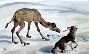 Как верблюд получил свой горб