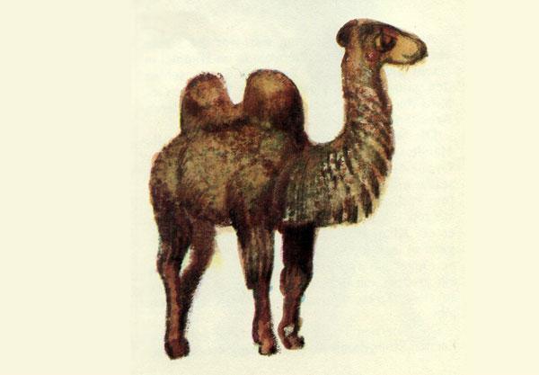 Как звери появились на свет 4