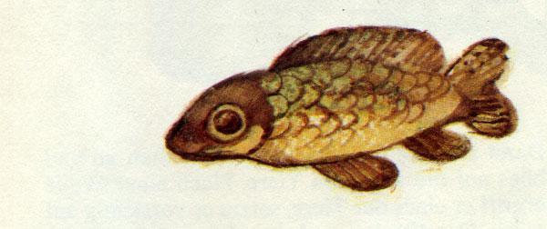 Как звери появились на свет 5