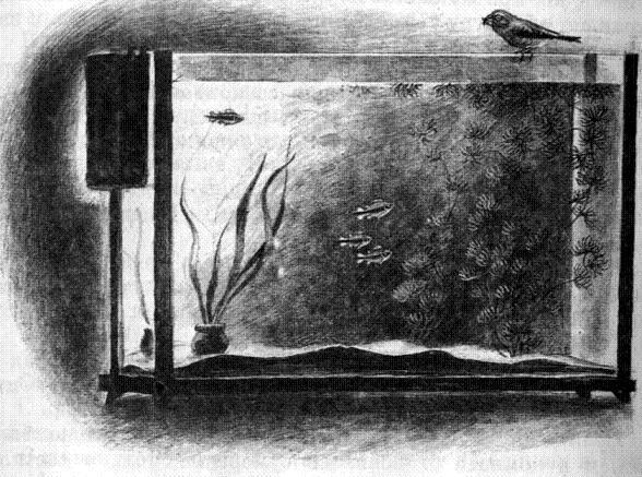 Капитан Клюквин