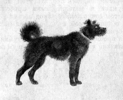 Картофельная собака