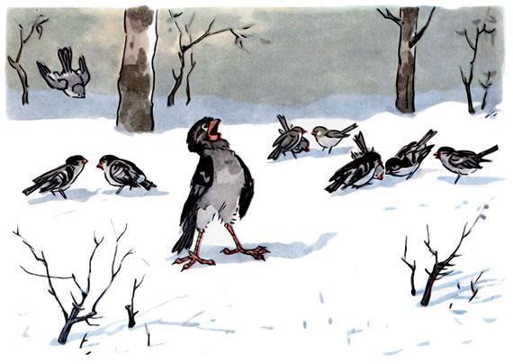 воробей зимой