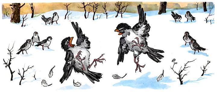 воробьи дерутся за еду