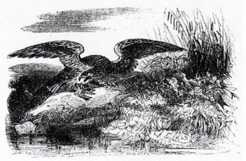 Коршун и соловей