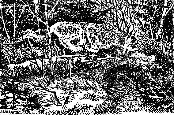 Кошка Машка (рассказ) 009