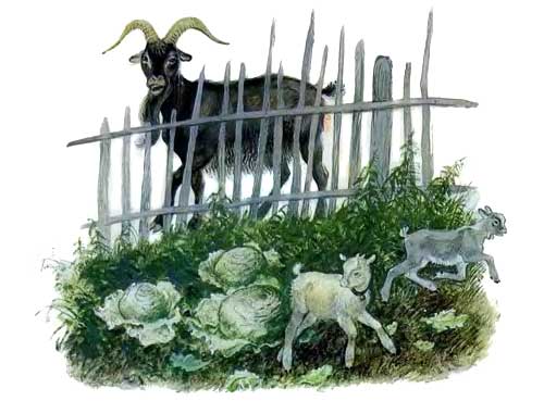 Козел в огороде капуста пусти козла в огород