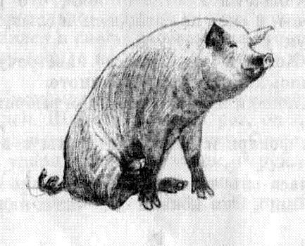 Козырек img 11