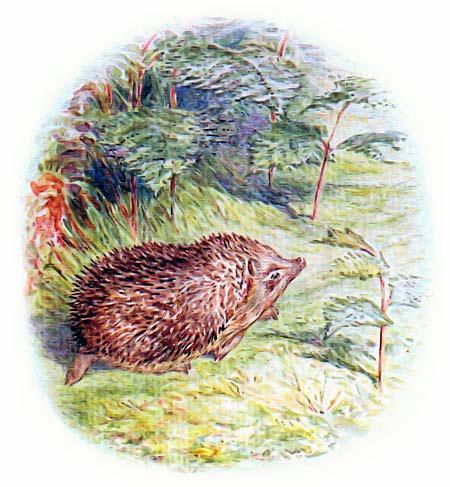 Кролик Питер и его друзья: Сказка про миссис Туфф