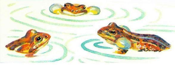 Кто видит ушами? лягушки в пруду квакают