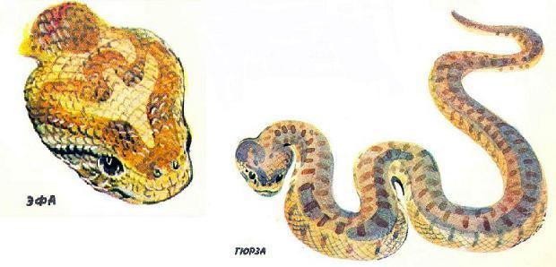 Кто видит ушами? эфа гюрза