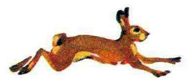 Кто видит ушами? заяц