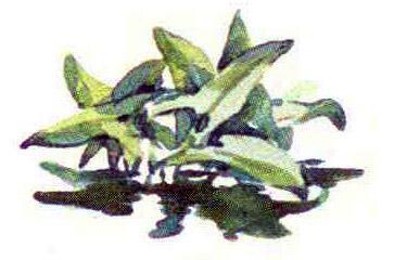 Кто видит ушами?