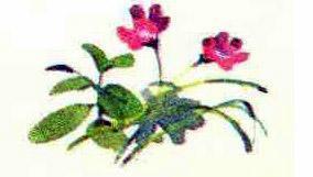 Кто видит ушами? Кто видит ушами?