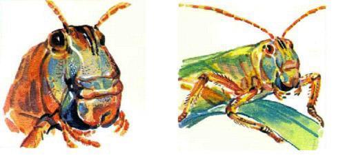 Кто видит ушами? кузнечик