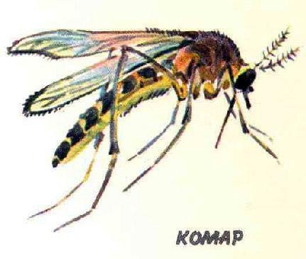 Кто видит ушами? комар