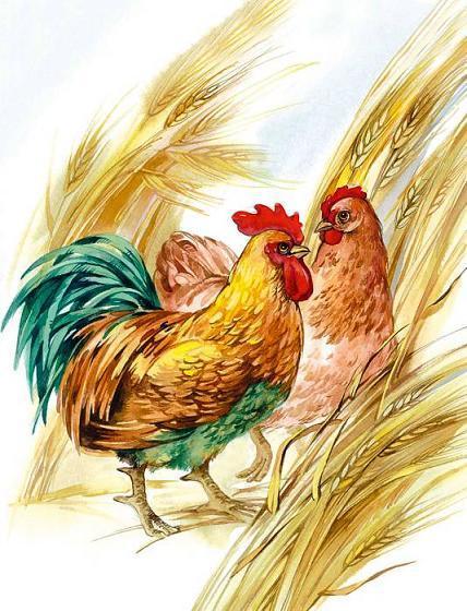 Куриный разговор (стих) курица и петух