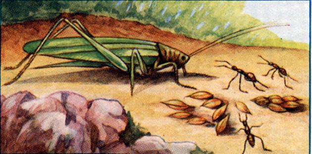 Кузнечик и муравьи (басня) Кузнечик и муравьи
