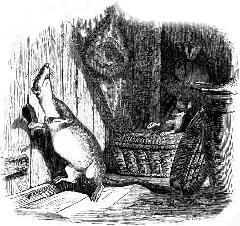 Ласочка в амбаре