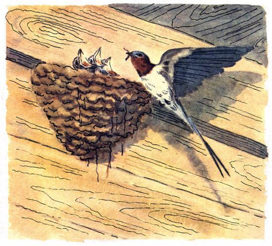 Ласточка кормит птенцов