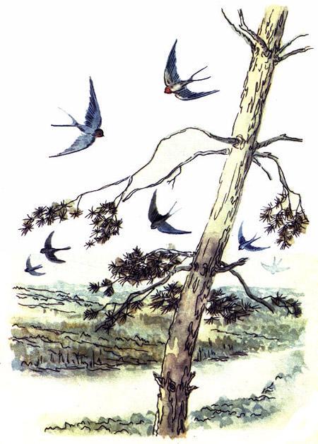 Ласточки таскали в носиках глину и ил из ближнего ручья