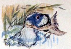 латка несет добычу