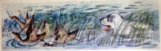 Латка плывет за утками