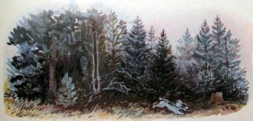 Латка в лесу