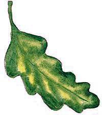 дубовый лист