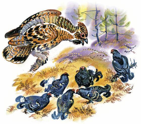 тетерева глухари