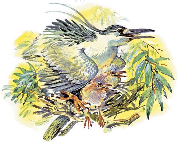 Лесные сказки Лесные сказки