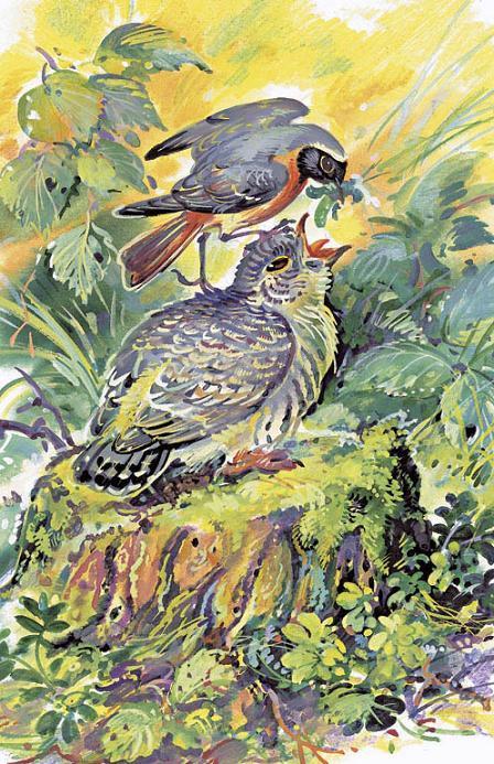 сойка кормит кукушонка