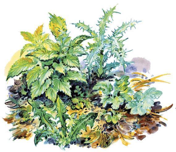 Лесные сказки растения