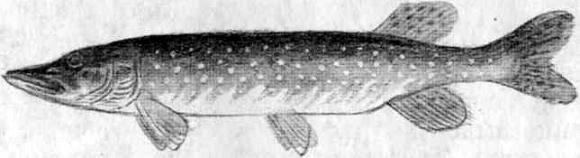 Лесник Булыга