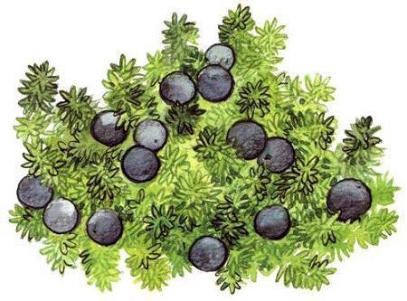 Лето разноцветно-косолапое (повесть) Лето разноцветно-косолапое